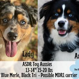 Toy Australian Shepherd puppies from TK Standard, Mini, & Toy Aussies