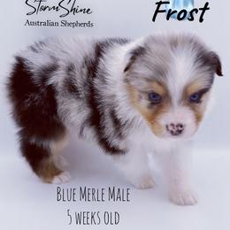 Frost - Blue merle male Australian Shepherd puppy in Greeneville, Tennessee from Storm Shine Australian Shepherds