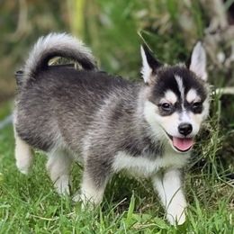 Lucian - Black and white male Pomsky puppy in Kennewick, Washington from Nebula Ranch Pomskies