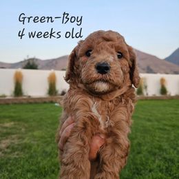 Boy 1 - Red Labradoodle puppy in Payson, Utah from Utah County Labradoodles