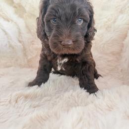 Mowgli - male Australian Mountain Doodle puppy in Fullerton, California from Emerald Creek Doodles
