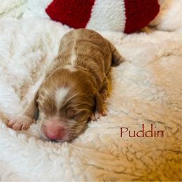Puddin' - Buff and white male Cockapoo puppy in Alexandria, Alabama from Bright and Beautiful Cockapoos and Doodles