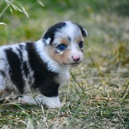 Prince - Blue merle male Australian Shepherd puppy in Prineville, Oregon from KC’s Aussies