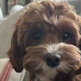 Cavapoos from Bri Saunders