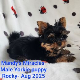 Rocky - Black and tan male Yorkshire Terrier puppy in Dallas, North Carolina from Mandy's Miracles
