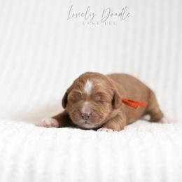 Orange Collar Boy - Caramel red male Australian Labradoodle puppy in Thousand Oaks, California from Lovely Doodle Lane