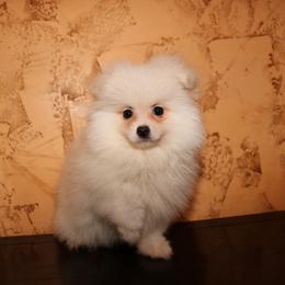 Chance - Cream male Pomeranian puppy in Corpus Christi, Texas from Crown Rose Pomeranians