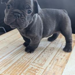 Lola - Brindle female French Bulldog puppy in Chandler, Arizona from Az K9 Companions