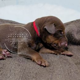Red Male Red Collar - Red and rust male Doberman Pinscher puppy in Spencer, Indiana from Jackson's Dobermans