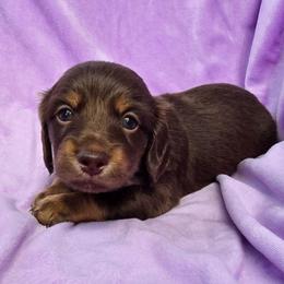 Rolo - Chocolate and tan male Dachshund puppy in Tucson, Arizona from Joplin's Hippo House