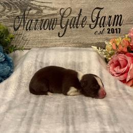 Girl 2 - White and red female Border Collie puppy in Moody, Texas from Narrow Gate Farm