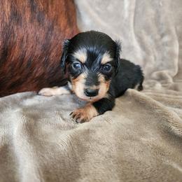 Camden - Black and cream male Dachshund puppy in Lindsay, California from Lewis Creek Dachshunds