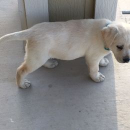Labrador Retriever Puppies from Cream of Carson Valley Labradors