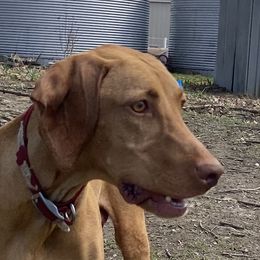 Tigga - Vizsla