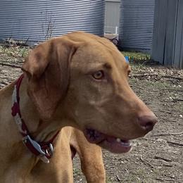 Tigga - Vizsla
