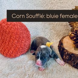 Corn Soufflé - Blue female Pembroke Welsh Corgi puppy in Norman, Oklahoma from Charm Farm Corgis