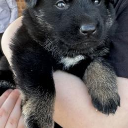 Leya - Bi-color female German Shepherd puppy in Moore, South Carolina from Von Zorhaus