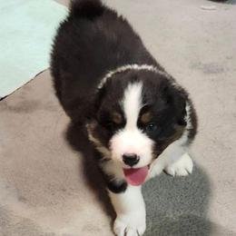 Levi - Black tri-color male Australian Shepherd puppy in Athens, Tennessee from Mimi's Aussie