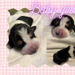 Basset Hound Puppies from Tiny Acre Cattle Co