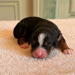 Gimme - Tri-color female Bernedoodle puppy in Royse City, Texas from Platinum Bernedoodles of Texas