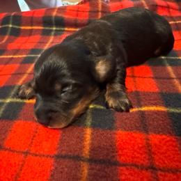 Summer - Black and tan female Dachshund puppy in Corbin, Kentucky from Doxie Dapples