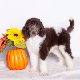 Jasper - Parti male Poodle puppy in Meadowbrook, California from Standard Poodle Pups