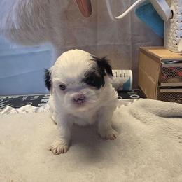Dewey - Black and white male Shihpoo puppy in Mesa, Arizona from House of Zen Shihtzus