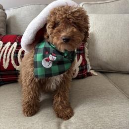 Cockapoo and Poodle All Grown Up from DoodleForever