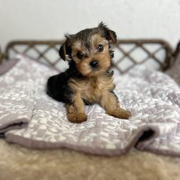 Adorable Very Small Male Yorkie - Black and tan male Yorkshire Terrier puppy in Benson, Arizona from Happy Tails Yorkies