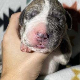 Detroit - Blue brindle male Great Dane puppy in Scottsburg, Virginia from Virginia Great Danes