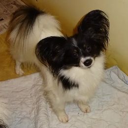 Papillon All Grown Up from Medlee