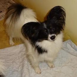 Papillon All Grown Up from Medlee