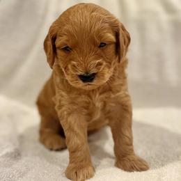 Willow - Apricot male Goldendoodle puppy in Beaverton, Oregon from Mini Goldendoodles