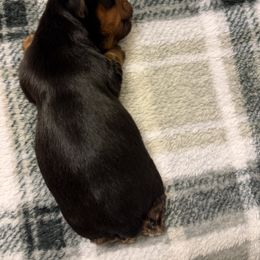 Girl 2 - female Yorkshire Terrier puppy in Escondido, California from Yorkies of Escondido