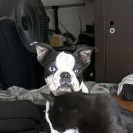 Cheese - Boston Terrier