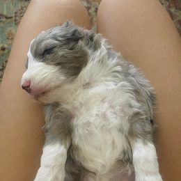 Aussiedoodles and Goldendoodles from All Things Doodles