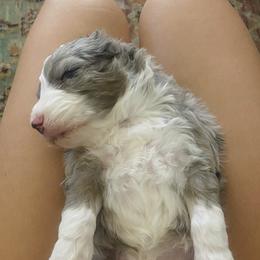 Aussiedoodles and Goldendoodles from All Things Doodles