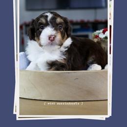 Gus Gus - Red tri-color male Aussiedoodle puppy in Salem, Utah from Go West Mini Aussies