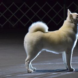 Akita All Grown Up from Mayoke Akitas