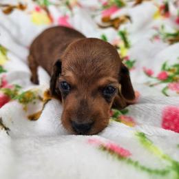 Sam - Dapple male Dachshund puppy in Malad City, Idaho from Mountain Sage Dachshunds