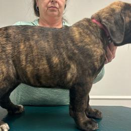 Rose, Pink Collar Girl 3 - Chestnut brindle Cane Corso puppy in Jeffersonville, Kentucky from K9 Guardian Cane Corso