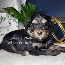 Aussiedoodle, Bernedoodle, and Goldendoodle Puppies from Johnson's Doodles