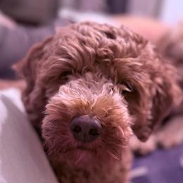 Kali - Goldendoodle