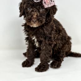 Sunshine - Chocolate female Labradoodle puppy in Davison, Michigan from Dreaming Doodles