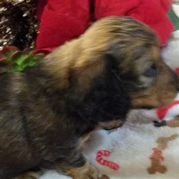 Dachshund Puppies from CLARK'S BREEDING PROGRAM