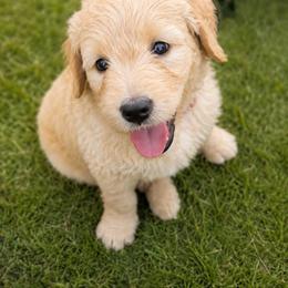 Bliss - Apricot female Goldendoodle puppy in Glendale, Arizona from CocoLove Doodles