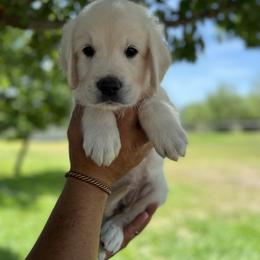 Goldendoodle and Golden Retriever Puppies from SSC Golden Retreivers