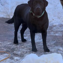 Glacier - Labrador Retriever