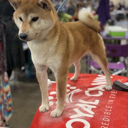 Girly - Red female Shiba Inu puppy in Winthrop, Minnesota from Kayobi Shibas
