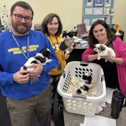 German Shepherd and Shih Tzu Puppies from Carlson Hill Farm